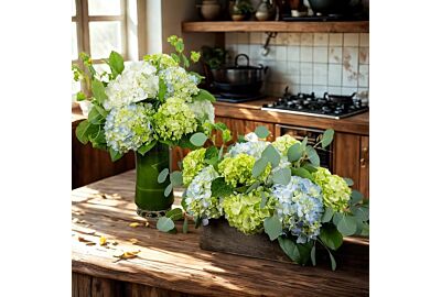 Hydrangea Care Guide: Cut Flowers and Potted Plants