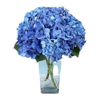 Blue Hydrangea arrangement