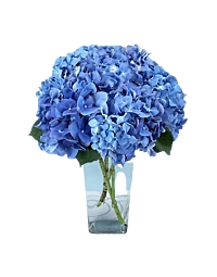 Denver Delivery Blue Hydrangea arrangement