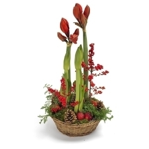 Christmas Amaryllis planter