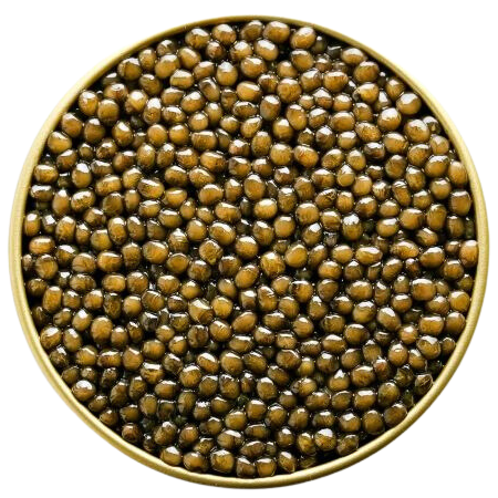 Karat Russian Osetra Black Acipenser Gueldenstaedtii – Israel