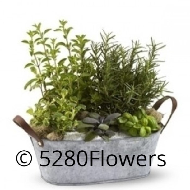 Metal Herb Planter NEXT DAY ONLY PLEASE Locally Grown